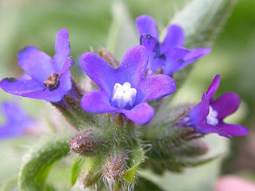 Buglosse officinale