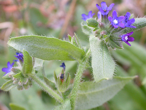 Buglosse officinale
