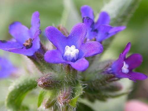 Buglosse officinale