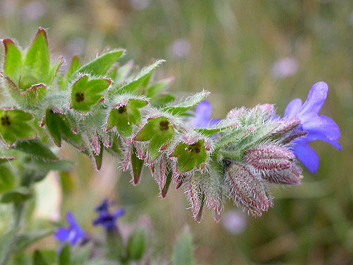 Buglosse officinale