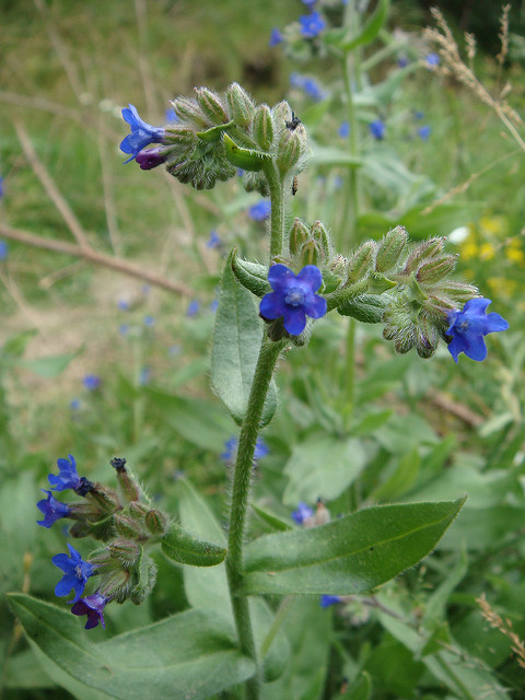 Buglosse officinale