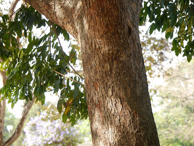 Andira inermis