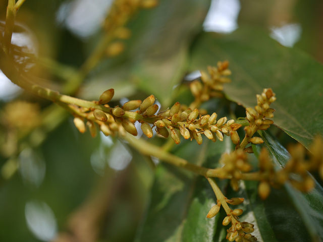 Andira inermis