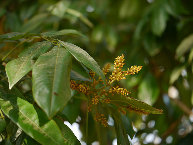 Andira inermis