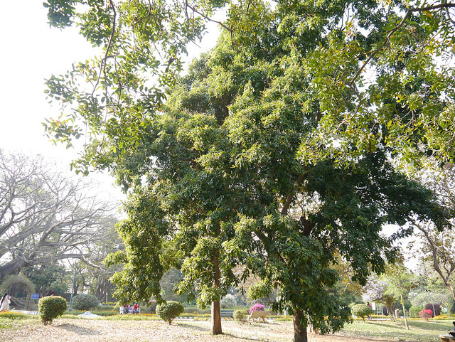 Andira inermis