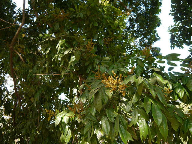 Andira inermis