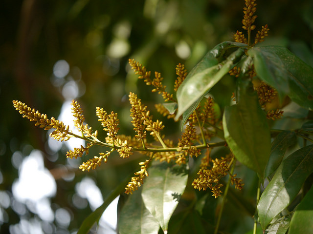 Andira inermis (Andira inermis)