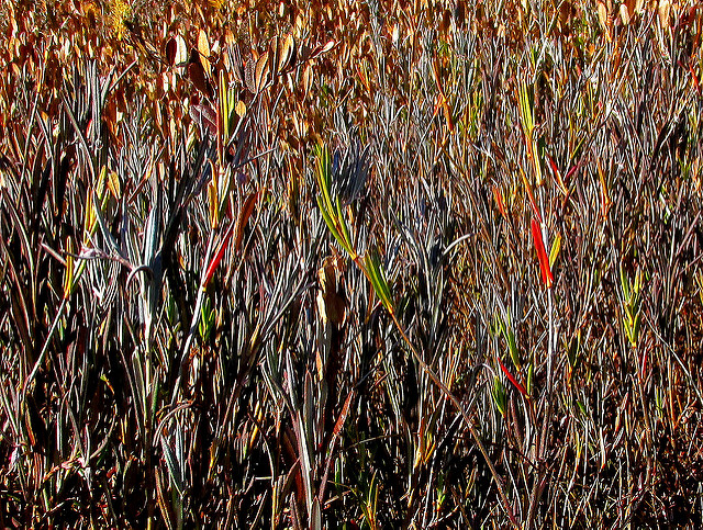 Andromède à feuilles glauques