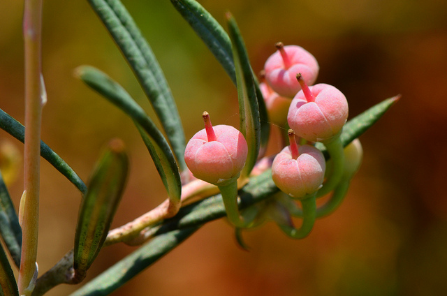 Andromède à feuilles glauques (Andromeda glaucophylla)