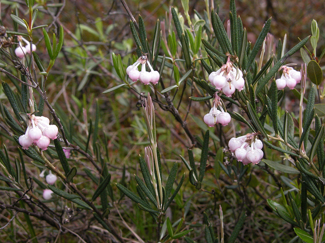 Andromède à feuilles de podium (Andromeda polifolia)