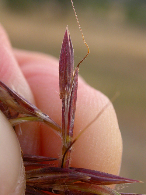 Barbon de gerard (Andropogon gerardii)