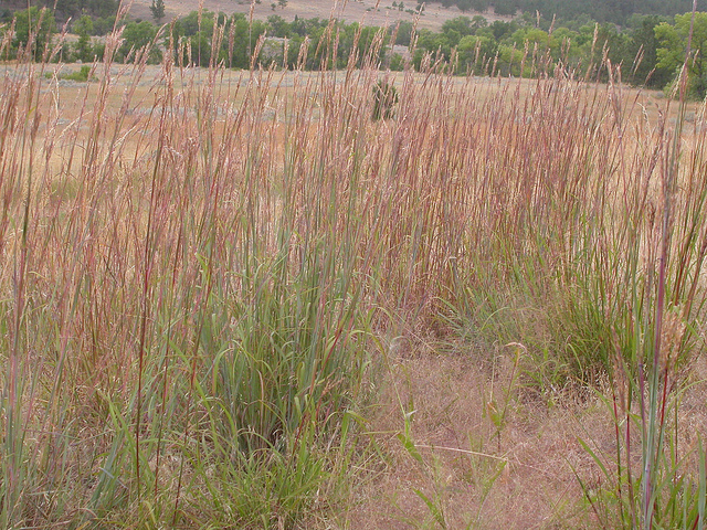 Barbon de gerard