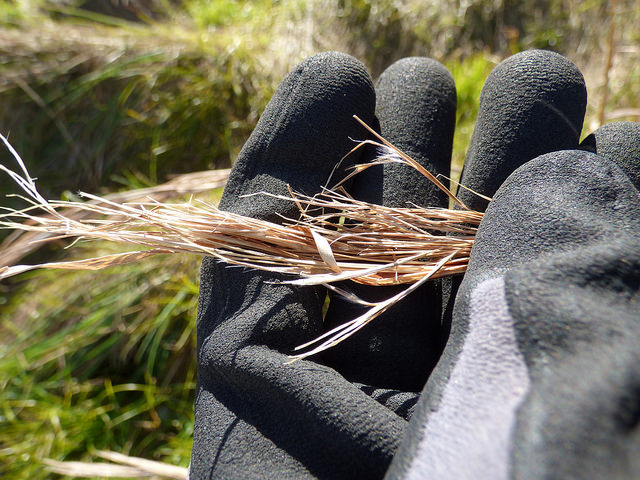 Andropogon glomeratus