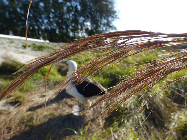 Andropogon glomeratus