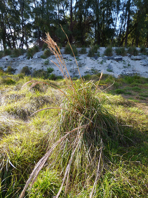Andropogon glomeratus