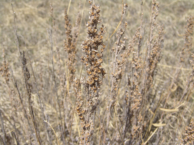 Andropogon hallii