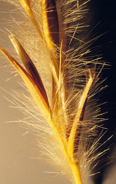 Andropogon hallii