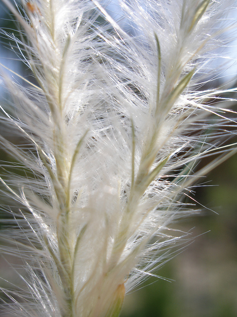 Andropogon ternarius