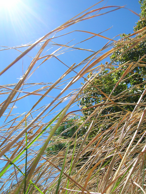 Barbon de virginie (Andropogon virginicus)