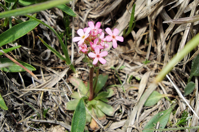 Androsace albana