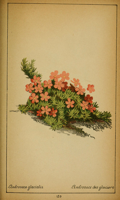 Androsace des alpes