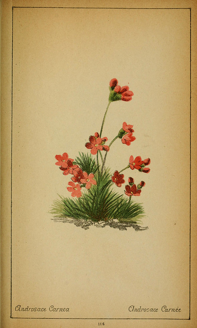 Androsace carnée (Androsace carnea)