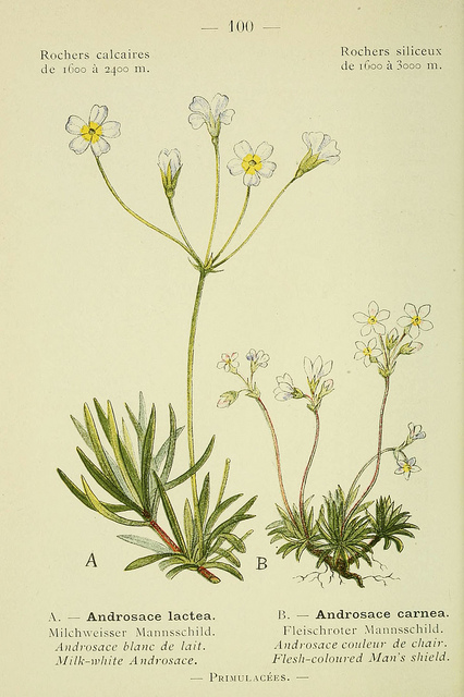 Androsace carnée