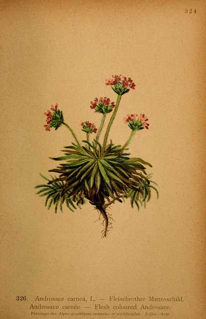 Androsace carnée