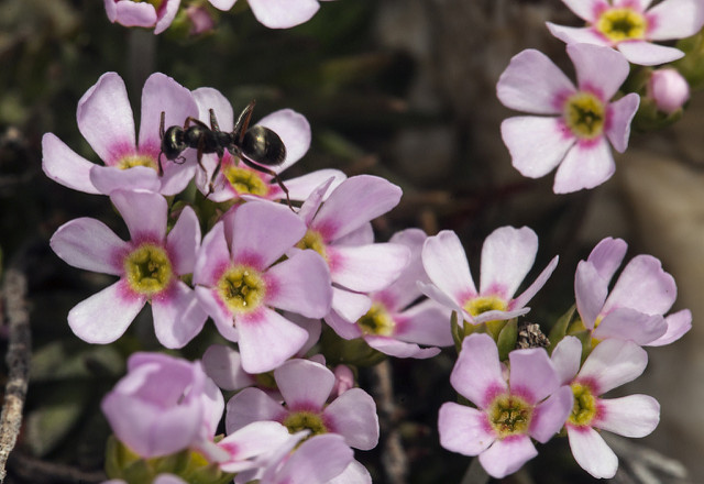 Androsace carnée