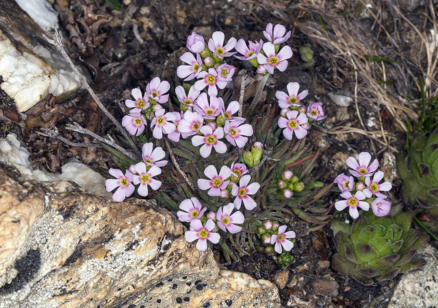 Androsace carnée