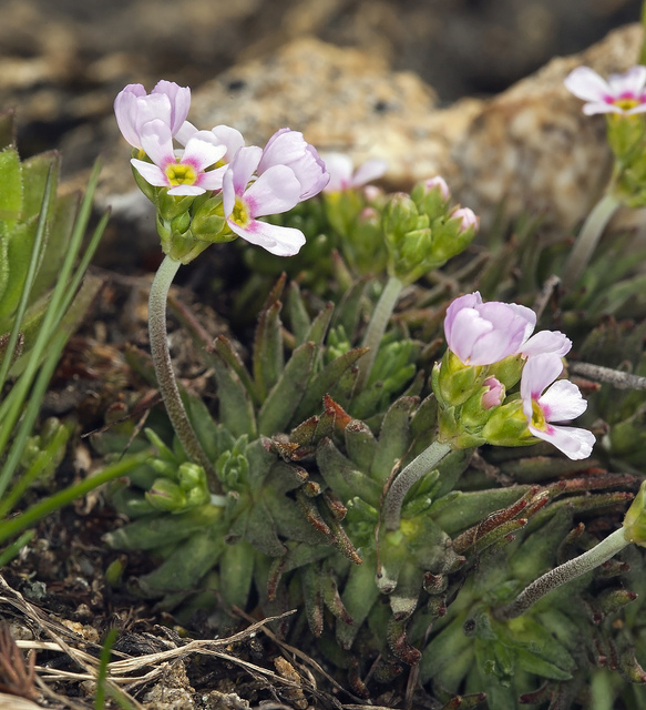 Androsace carnée