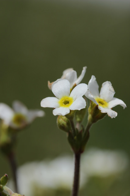Androsace petit jasmin