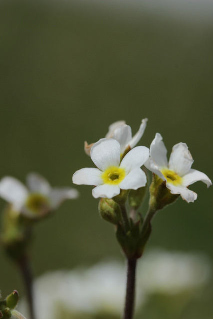 Androsace petit jasmin