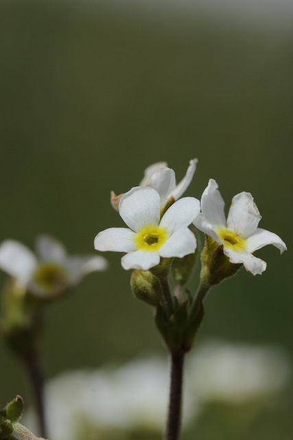 Androsace petit jasmin