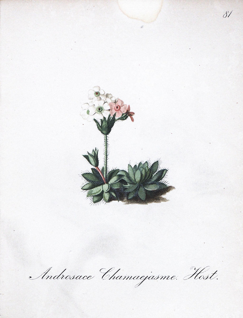 Androsace petit jasmin