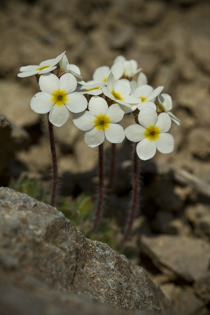Androsace petit jasmin