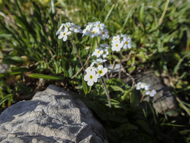 Androsace petit jasmin (Androsace chamaejasme)