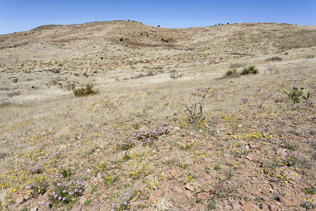 Androsace ciliée