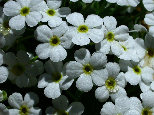Androsace cylindrique (Androsace cylindrica)