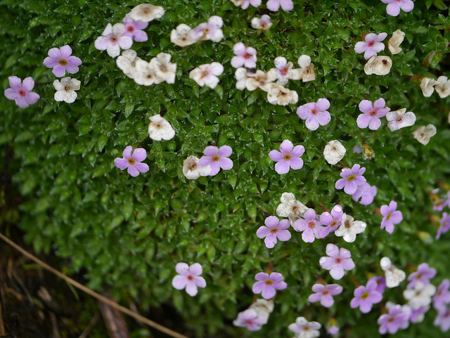 Androsace globifera