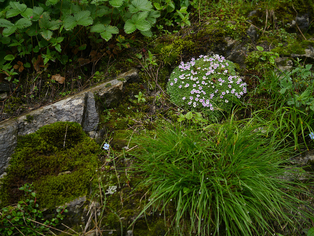 Androsace globifera