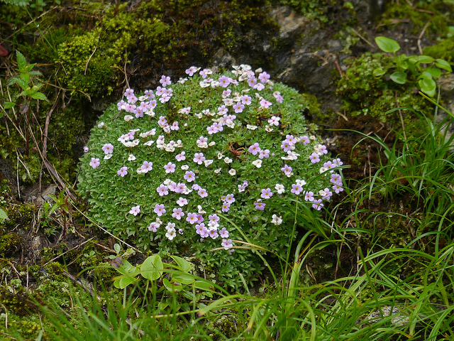 Androsace globifera