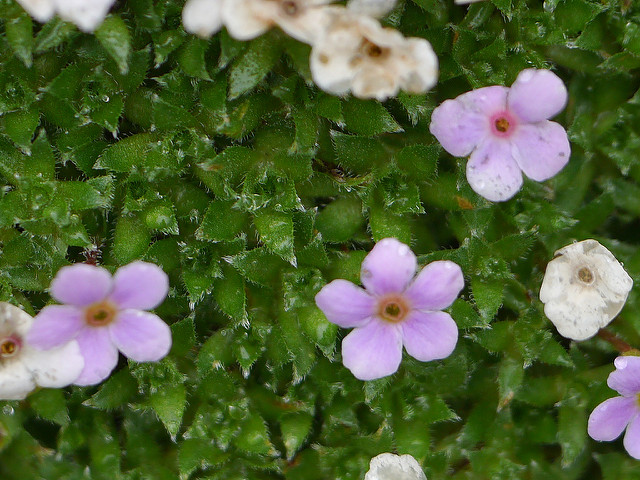 Androsace globifera (Androsace globifera)