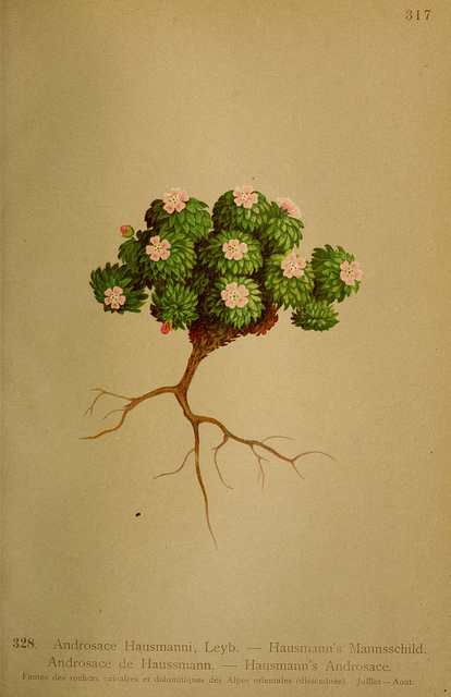 Androsace de hausmann (Androsace hausmannii)