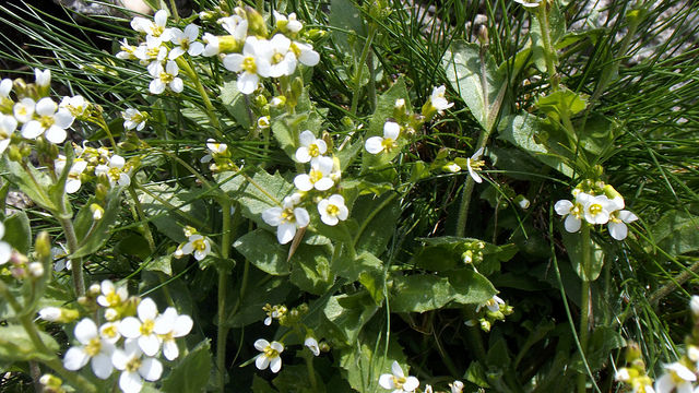 Androsace couleur de lait