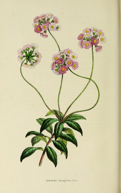 Androsace lanuginosa (Androsace lanuginosa)