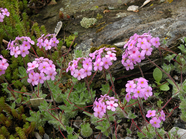 Androsace sarmentosa (Androsace sarmentosa)