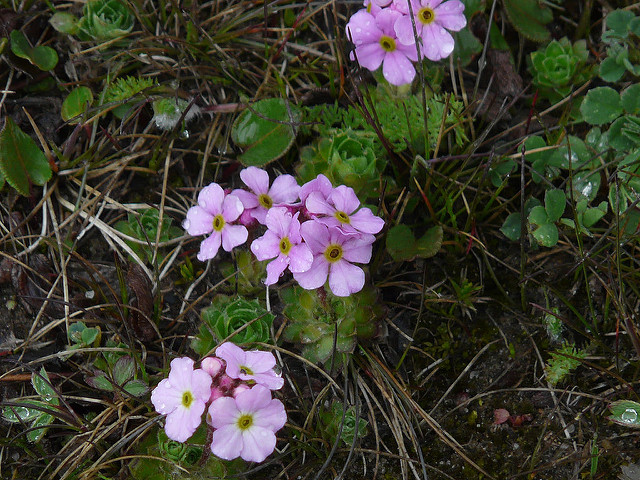 Androsace sempervivoides (Androsace sempervivoides)