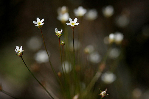 Androsace du nord (Androsace septentrionalis)