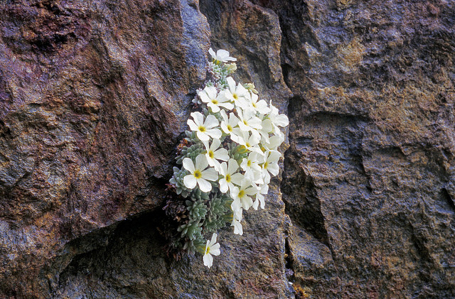 Androsace de vandelli